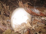 Little spotted kiwi | Kiwi pukupuku. Egg in nest. Karori Sanctuary / Zealandia, November 2010. Image © Andrew Digby by Andrew Digby.