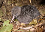 Little spotted kiwi | Kiwi pukupuku. Chick. Karori Sanctuary / Zealandia, January 2011. Image © Andrew Digby by Andrew Digby.