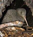 Little spotted kiwi | Kiwi pukupuku. Female in burrow. Karori Sanctuary / Zealandia, August 2010. Image © Andrew Digby by Andrew Digby.