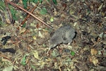 Little spotted kiwi | Kiwi pukupuku. Chick feeding. Kapiti Island, February 1984. Image © Department of Conservation by Jim Jolly, Department of Conservation.