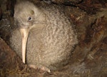 Little spotted kiwi | Kiwi pukupuku. Adult male in burrow. Karori Sanctuary / Zealandia, February 2011. Image © Andrew Digby by Andrew Digby.