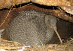 Little spotted kiwi | Kiwi pukupuku. Adult male in burrow. Red Mercury Island, March 2011. Image © Andrew Digby by Andrew Digby.