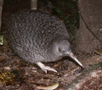 Little spotted kiwi | Kiwi pukupuku. Adult. Kapiti Island, January 1989. Image © Colin Miskelly by Colin Miskelly.