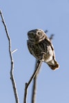 Little owl | Ruru nohinohi. Adult near its nest site. Coopers Creek, Oxford, North Canterbury, January 2015. Image © Victoria Caseley by Victoria Caseley.