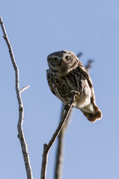 Little owl | Ruru nohinohi. Adult near its nest site. Coopers Creek, Oxford, North Canterbury, January 2015. Image © Victoria Caseley by Victoria Caseley.