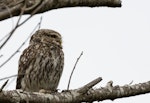 Little owl | Ruru nohinohi. Adult near its nest site. Coopers Creek, Oxford, North Canterbury, January 2015. Image © Victoria Caseley by Victoria Caseley.