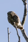 Little owl | Ruru nohinohi. Adult near its nest site. Coopers Creek, Oxford, North Canterbury, January 2015. Image © Victoria Caseley by Victoria Caseley.