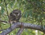 Little owl | Ruru nohinohi. Adult near its nest site. Coopers Creek, Oxford, North Canterbury, January 2015. Image © Victoria Caseley by Victoria Caseley.