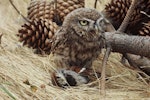 Little owl | Ruru nohinohi. Adult with dead house sparrow. Greenpark, Canterbury, February 1975. Image © Department of Conservation (image ref: 10036490) by Rod Morris, Department of Conservation.