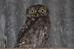 Little owl | Ruru nohinohi. Adult roosting inside shed. Riverton, Western Southland, October 2011. Image © Glenda Rees by Glenda Rees.