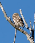 Little owl | Ruru nohinohi. Adult near its nest site. Coopers Creek, Oxford, North Canterbury, January 2015. Image © Victoria Caseley by Victoria Caseley.