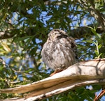 Little owl | Ruru nohinohi. Adult sleeping. Coopers Creek, Oxford, North Canterbury, January 2015. Image © Victoria Caseley by Victoria Caseley.