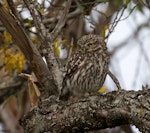 Little owl | Ruru nohinohi. Adult near its nest site. Coopers Creek, Oxford, North Canterbury, January 2015. Image © Victoria Caseley by Victoria Caseley.