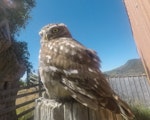 Little owl | Ruru nohinohi. Adult. Pakawau, Golden Bay, January 2020. Image © Jennifer Chapman by Jennifer Chapman.