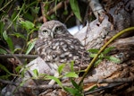 Little owl | Ruru nohinohi. Fledgling (approximately 30 days old) outside the nest site. Coopers Creek, Oxford, North Canterbury, December 2014. Image © Victoria Caseley by Victoria Caseley.