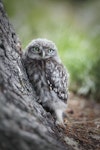 Little owl | Ruru nohinohi. Fledgling. Hagley Park, Christchurch, December 2010. Image © Diana Kennedy by Diana Kennedy.