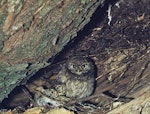 Little owl | Ruru nohinohi. Chick in nest cavity with dead song thrush. Image © Department of Conservation (image ref: 10044271) by Mike Soper, Department of Conservation.