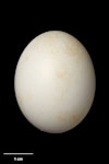 Little owl | Ruru nohinohi. Egg 36.3 x 28.7 mm (NMNZ OR.026346, collected by F. Milner). Oamaru, October 1932. Image © Te Papa by Jean-Claude Stahl.