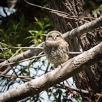 Little owl | Ruru nohinohi. Fledgling (approximately 40 days old) by the nest site. Coopers Creek, Oxford, North Canterbury, January 2015. Image © Victoria Caseley by Victoria Caseley.