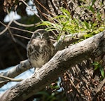 Little owl | Ruru nohinohi. Fledgling (approximately 40 days old) near the nest site. Coopers Creek, Oxford, North Canterbury, January 2015. Image © Victoria Caseley by Victoria Caseley.