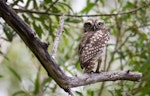 Little owl | Ruru nohinohi. Juvenile (approximately 70 days old) near the nest site. Coopers Creek, Oxford, North Canterbury, February 2015. Image © Victoria Caseley by Victoria Caseley.