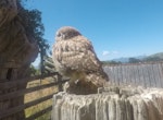 Little owl | Ruru nohinohi. Fledgling. Pakawau, Golden Bay, January 2020. Image © Jennifer Chapman by Jennifer Chapman.