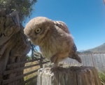 Little owl | Ruru nohinohi. Fledgling. Pakawau, Golden Bay, January 2020. Image © Jennifer Chapman by Jennifer Chapman.