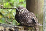 Little owl | Ruru nohinohi. Adult in captivity. Owlcatraz, Shannon, November 2008. Image © Duncan Watson by Duncan Watson.