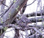 Little owl | Ruru nohinohi. Adult pair mating. Opawa, Christchurch, September 2020. Image © Janet Burton by Janet Burton.