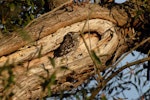 Little owl | Ruru nohinohi. Adult. Canterbury, February 2011. Image © Peter Reese by Peter Reese.