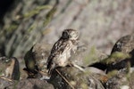 Little owl | Ruru nohinohi. Adult. Highcliff, Otago, January 2015. Image © Bruce McKinlay by Bruce McKinlay.