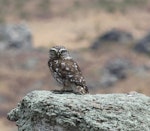 Little owl | Ruru nohinohi. Adult. Alexandra, Central Otago, December 2014. Image © Bruce McKinlay by Bruce McKinlay.