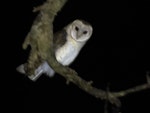 Barn owl. Adult. Kaitaia, July 2016. Image © Scott Brooks by Scott Brooks.