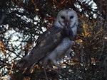 Barn owl. Adult with avian prey. Canberra, August 2018. Image © R.M. by R.M..