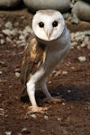 Barn owl. Adult female. Wingspan Birds of Prey Centre, Rotorua, December 2008. Image © Andrew Thomas by Andrew Thomas.