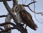 Barn owl. Adult, side on view. Canberra, Australia, September 2018. Image © R.M. by R.M..