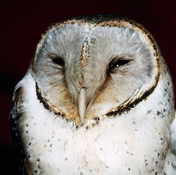 Barn owl. Adult (captivity). Bird Rescue Wanganui, September 1994. Image © Ormond Torr by Ormond Torr.