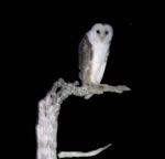 Barn owl. Adult. Kaitaia, August 2010. Image © Duncan Watson by Duncan Watson.