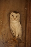 Barn owl. Adult female. Wingspan Birds of Prey Centre, Rotorua, September 2016. Image © Les Feasey by Les Feasey.