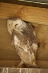 Barn owl. Adult male. Wingspan Bird of Prey Centre, Rotorua, September 2016. Image © Les Feasey by Les Feasey.