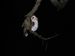 Barn owl. Adult. Kaitaia, July 2016. Image © Scott Brooks by Scott Brooks.