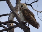 Barn owl. Adult. Canberra, Australia, September 2018. Image © R.M. by R.M..