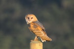 Barn owl. Adult pratincola subspecies. Hawai`i - Island of Kaua`i, March 2012. Image © Jim Denny by Jim Denny.