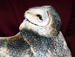 Barn owl. Adult looking up with wing outstretched (captivity). Bird Rescue Wanganui, September 1994. Image © Ormond Torr by Ormond Torr.