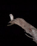 Barn owl. Adult. Durmaresq River, New South Wales, September 2011. Image © Suzi Phillips by Suzi Phillips.