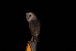 Barn owl. Adult. Deniliquin, Australia, January 2011. Image © Sarah Jamieson by Sarah Jamieson.