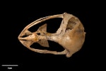 New Zealand owlet-nightjar | Ruru hinapō. Skull (dorsal). Te Papa S.022454. Red Hills, Mt Richmond State Forest Park, Nelson, January 1983. Image © Te Papa by Te Papa.