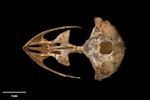 New Zealand owlet-nightjar | Ruru hinapō. Skull (ventral). Te Papa S.022454. Red Hills, Mt Richmond State Forest Park, Nelson, January 1983. Image © Te Papa by Te Papa.