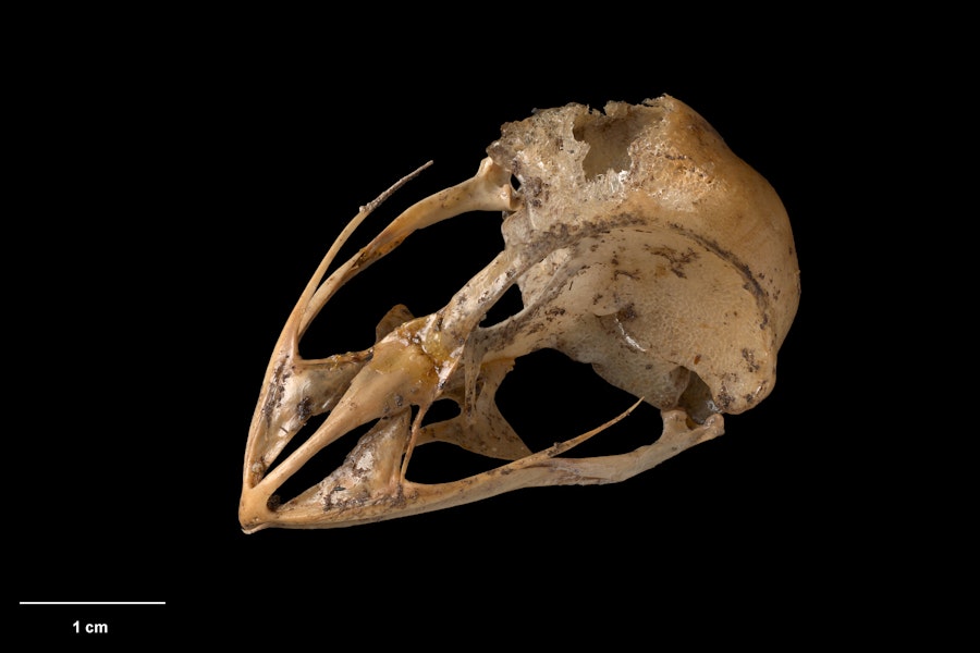 New Zealand owlet-nightjar | Ruru hinapō. Skull. Te Papa S.022454. Red Hills, Mt Richmond State Forest Park, Nelson, January 1983. Image © Te Papa by Te Papa.