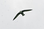 White-throated needletail. Adult. Bhutan, April 2007. Image © Ron Knight by Ron Knight.